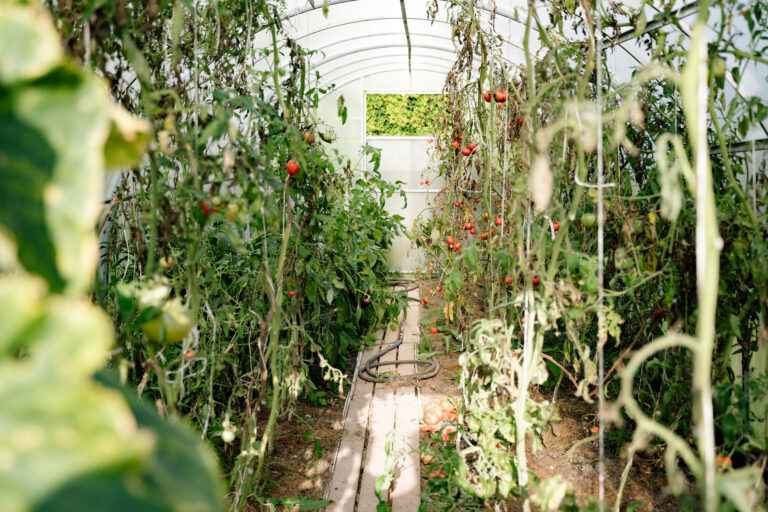 Growing tomatoes in greenhouse