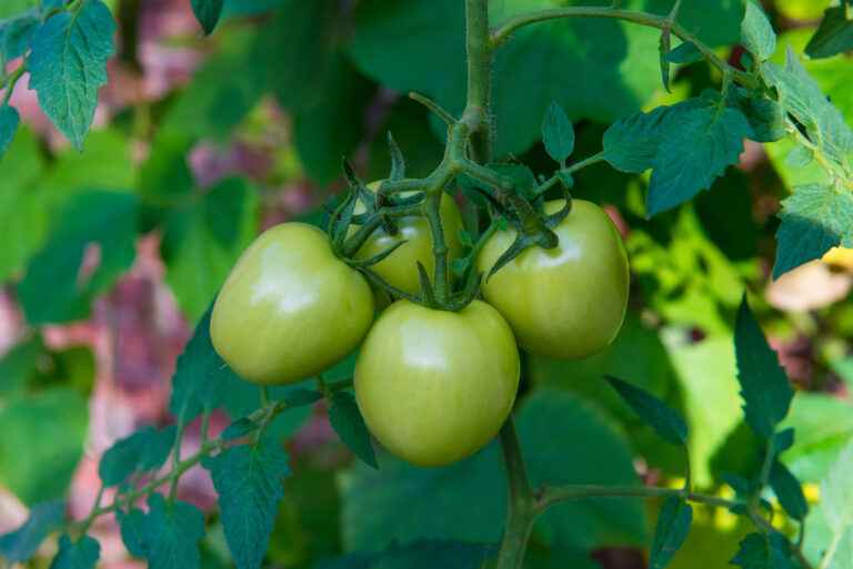 Growing tomatoes in pots