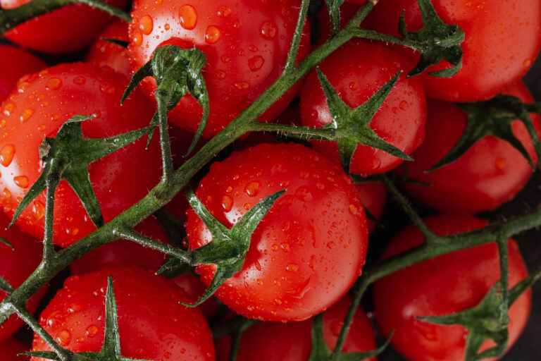 When to plant tomatoes outside ?