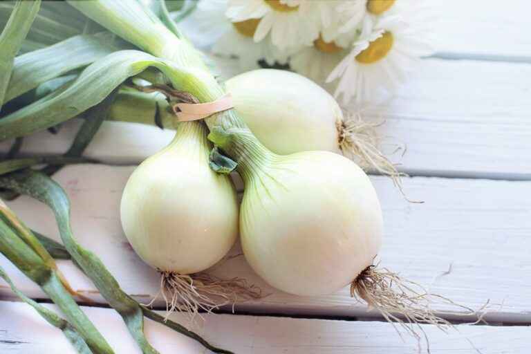 When to plant onion sets ?