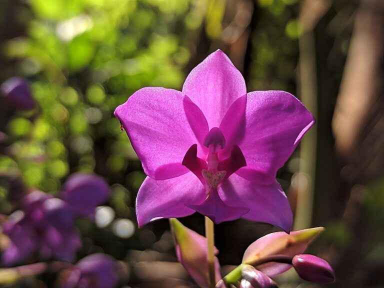How long do orchids stay dormant ?