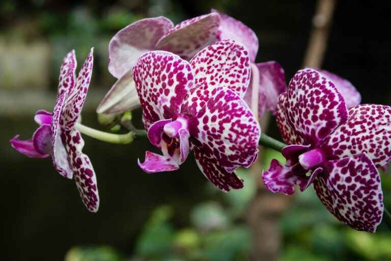 Orchid care after flowering