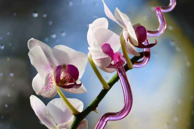 How long does an orchid live ?