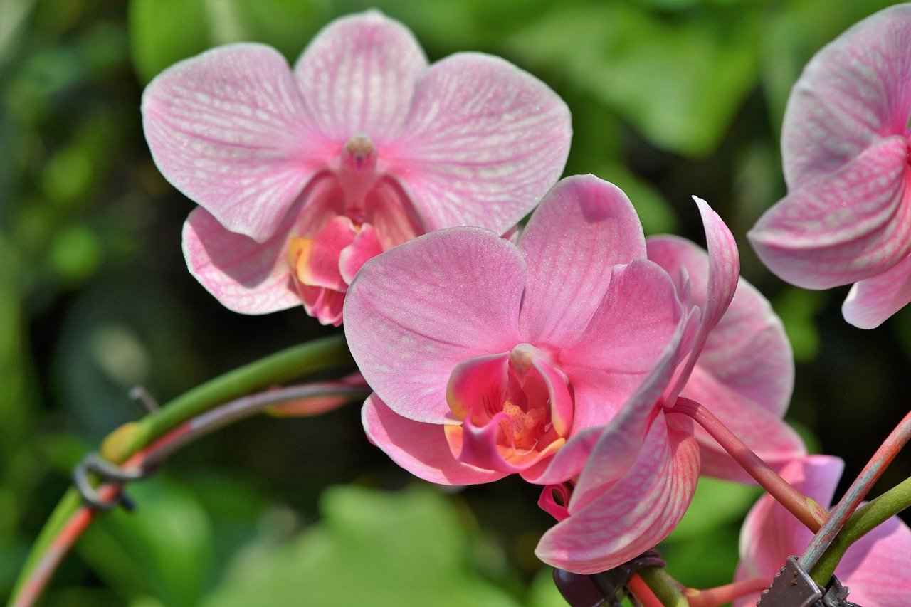 Orchids - varieties, care, growing orchid at home