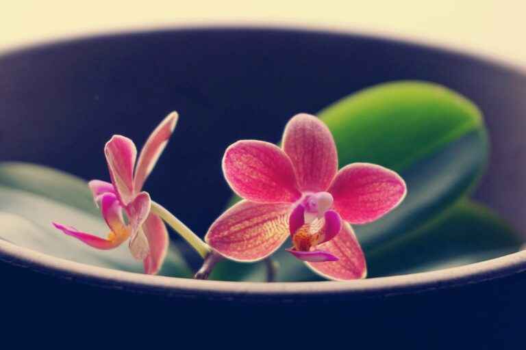 How to fertilize orchids naturally ?