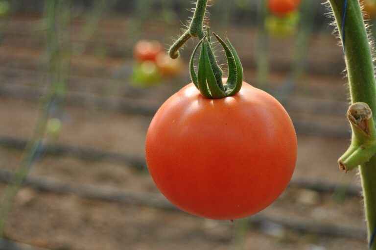 Can you Grow tomatoes under artificial light?