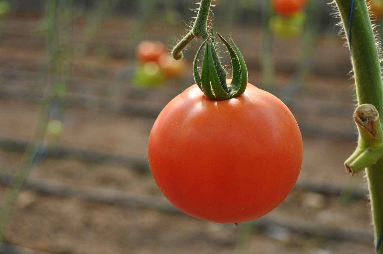 Tomato Greenhouse Vegetables Red  - moonrock / Pixabay