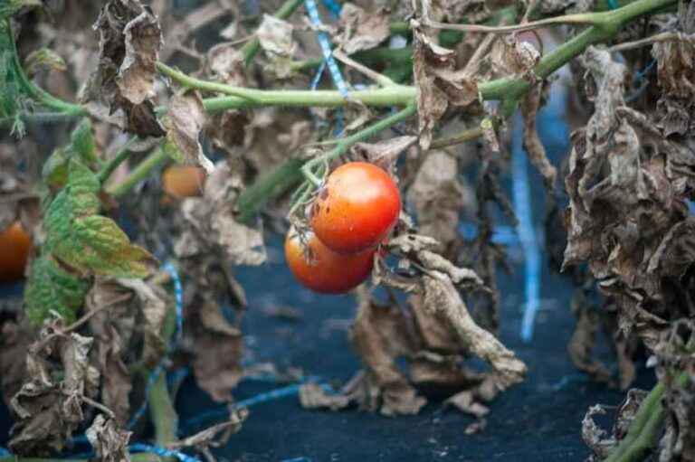 Tomato leaf mold – cause and counteracting