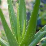 Aloe Vera Succulent Healthy Plant  - pisauikan / Pixabay