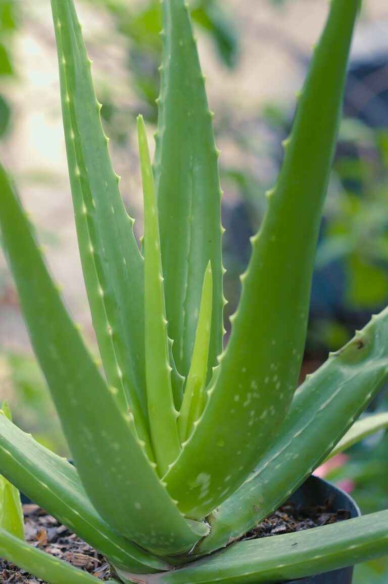 Watering Tips for Healthy Succulents