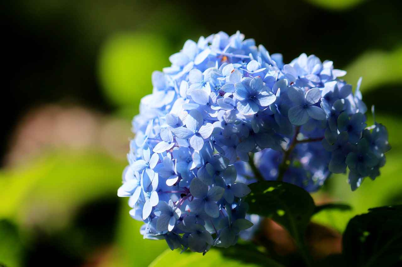 Why does hydrangea lose color