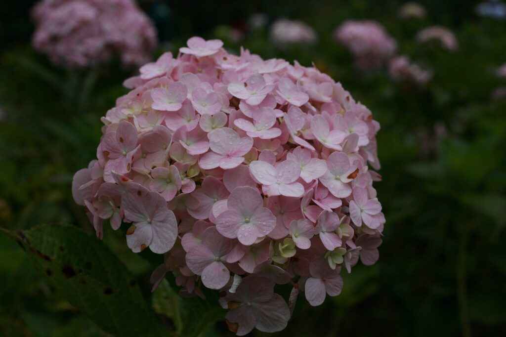 Flowers Hydrangea Nature  - mahongphuc / Pixabay
Proper fertilizing hydrangeas will produce beautiful flowers