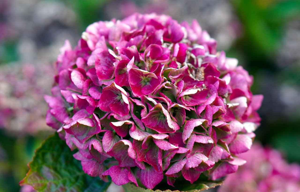 Why Hydrangea Does Not Bloom