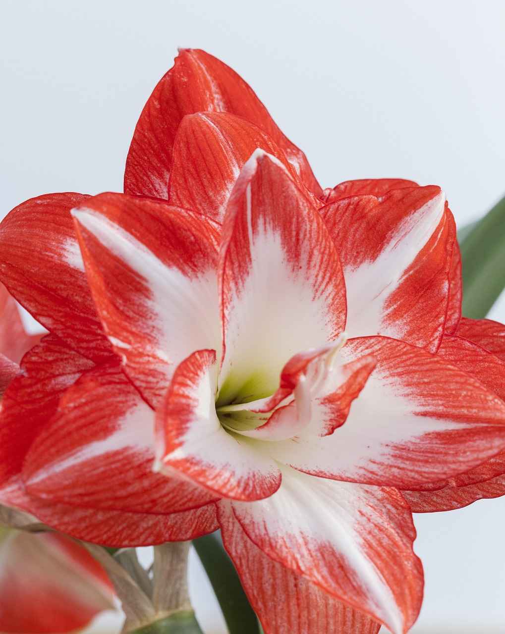 How to grow Hippeastrum at home