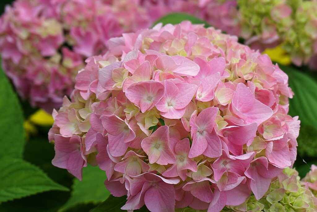 Hydrangea Flower Garden Clear Pink  - Nowaja / Pixabay
Proper fertilizing hydrangeas will produce beautiful flowers