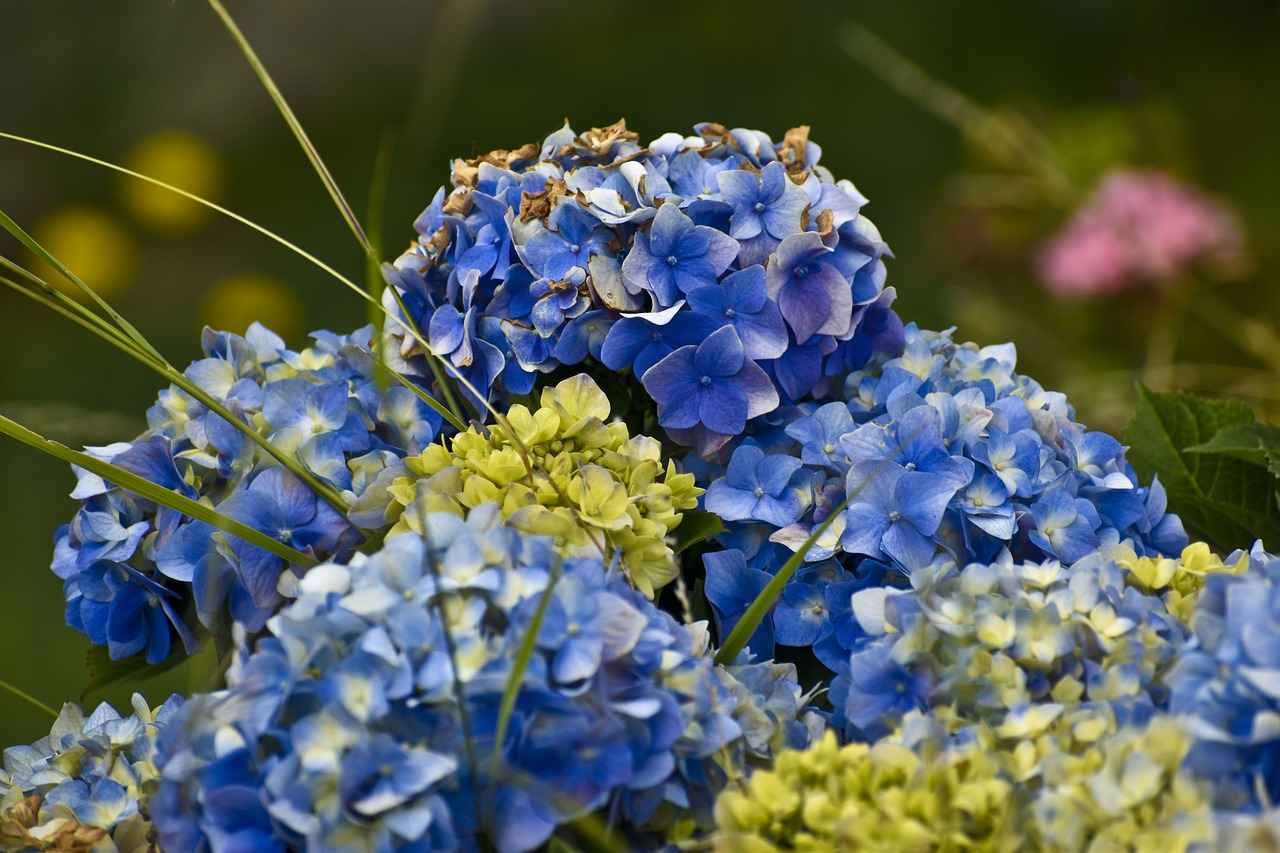 Why hydrangea does not bloom
