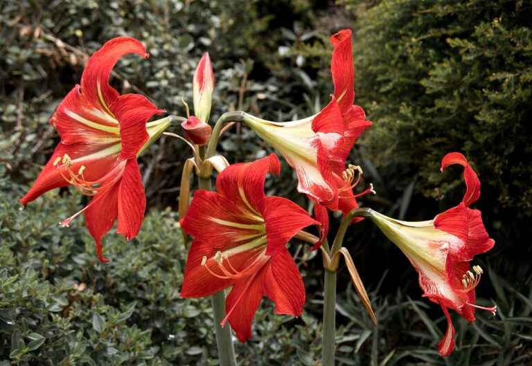 How to grow Hippeastrum at home