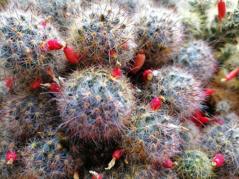 How to care for cactus indoors