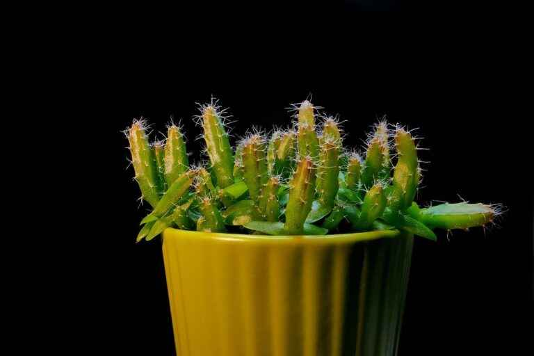 Why cactus wither, wrinkle and rot ?