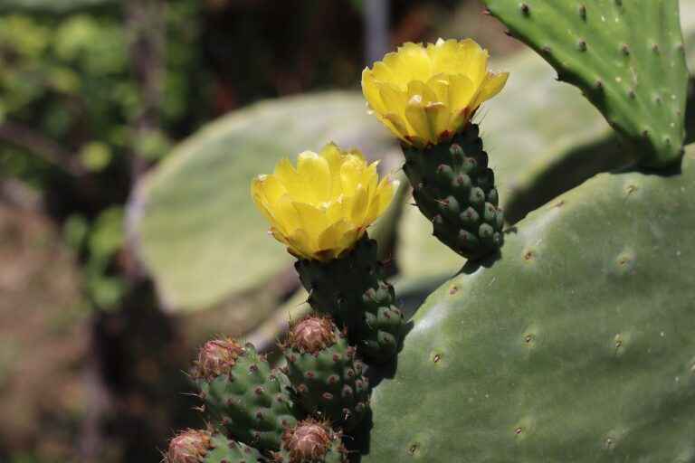How can you tell if a cactus is male or female ?