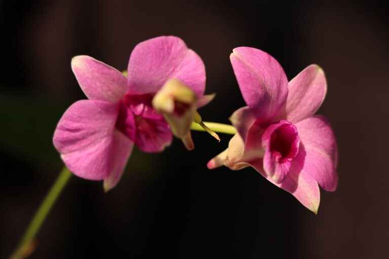 Why orchids are endangered?