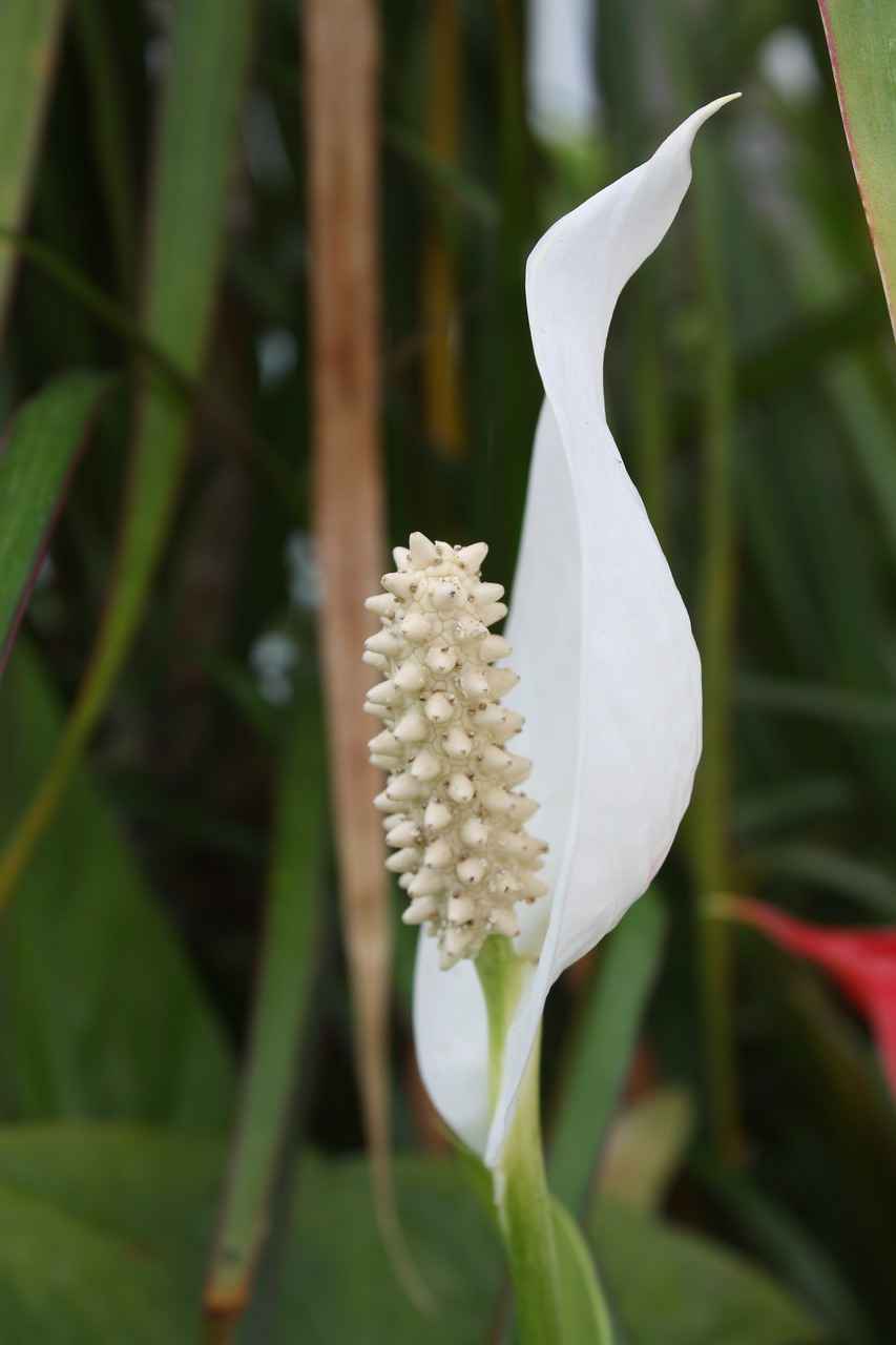 Why Peace lily is not flowering