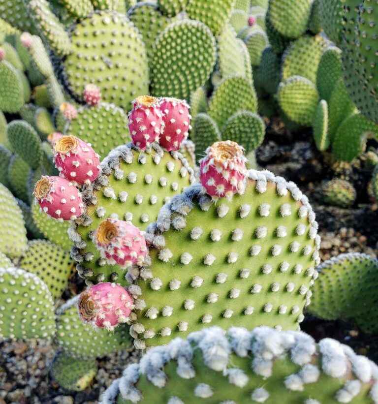 Frost resistant cactus