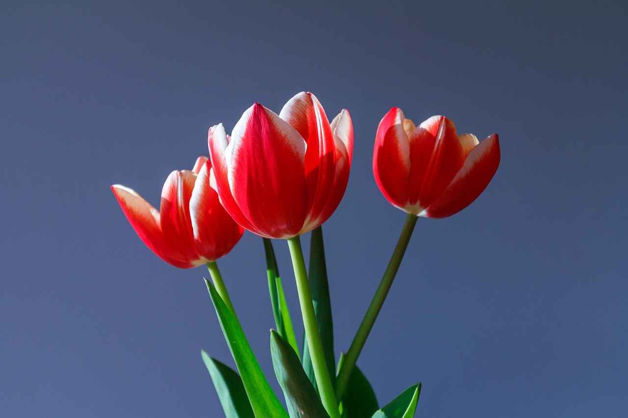 How to get rid of mold on tulip bulbs