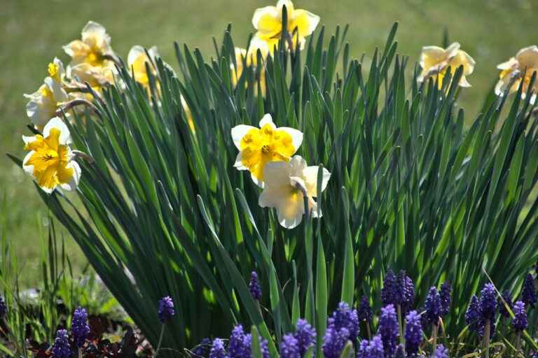 Narcissus Growing - How To Grow And Propagate