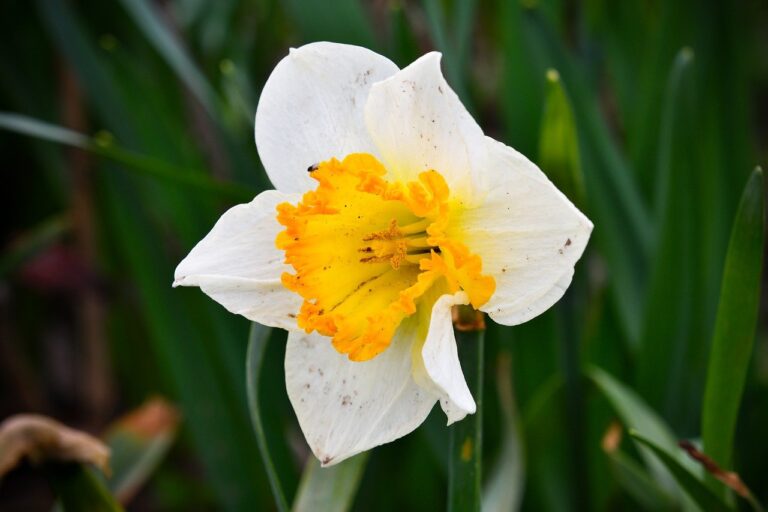 Are narcissus poisonous