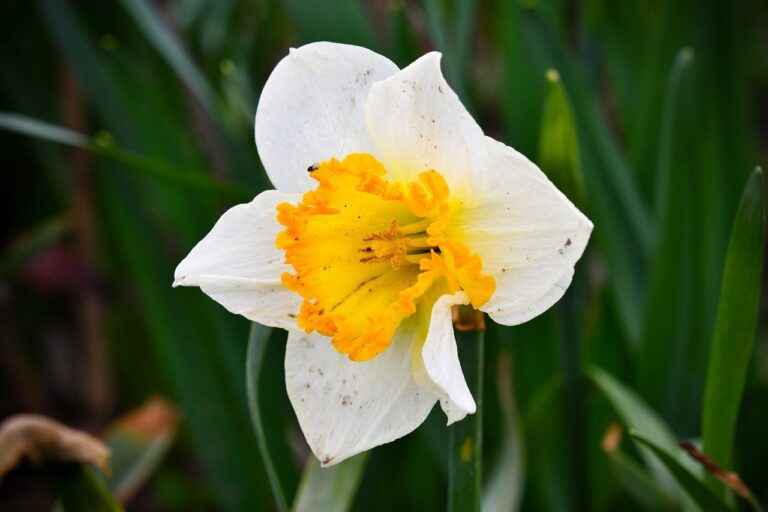 Narcissus growing – How to grow and propagate