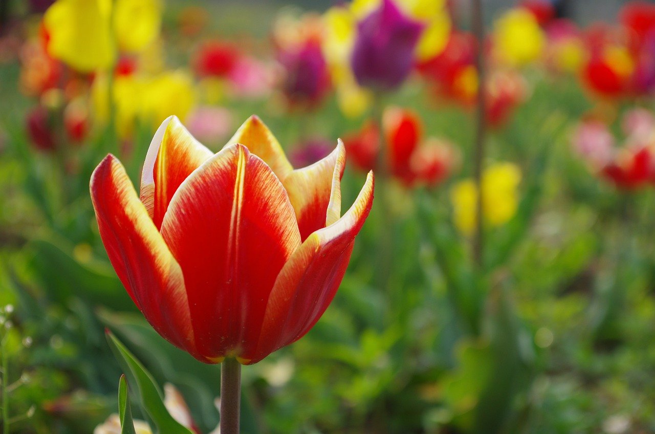What part of the tulip is poisonous