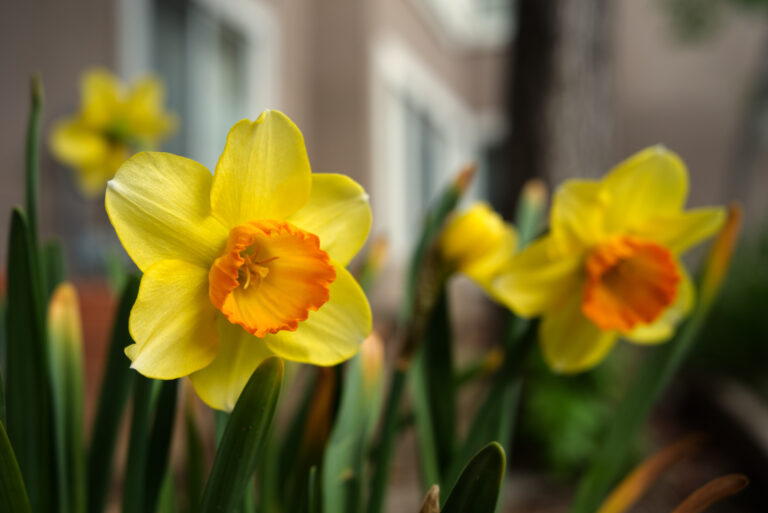 Are narcissus poisonous ?