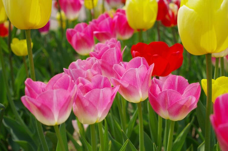 What part of the tulip is poisonous ?