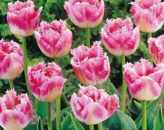 Tulips with jagged fringed edges – My Plant Grow