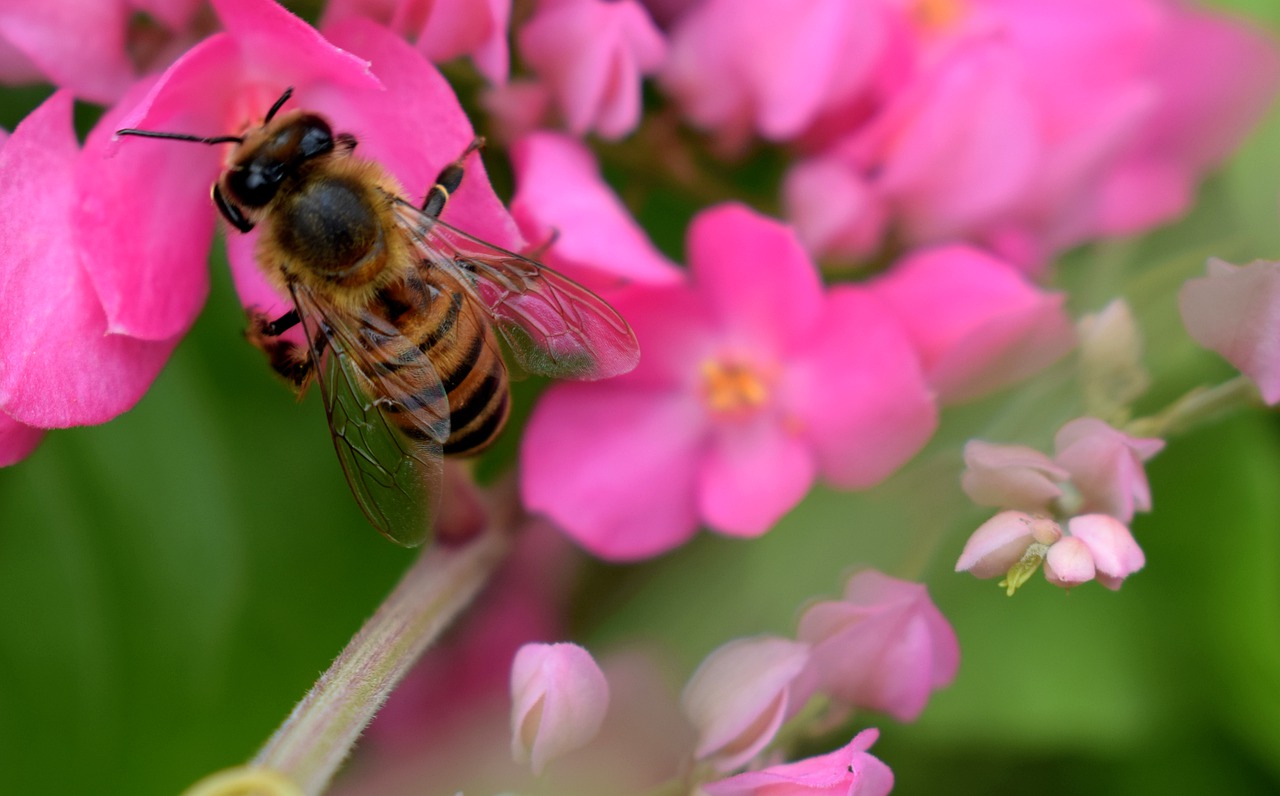 How orchids are pollinated