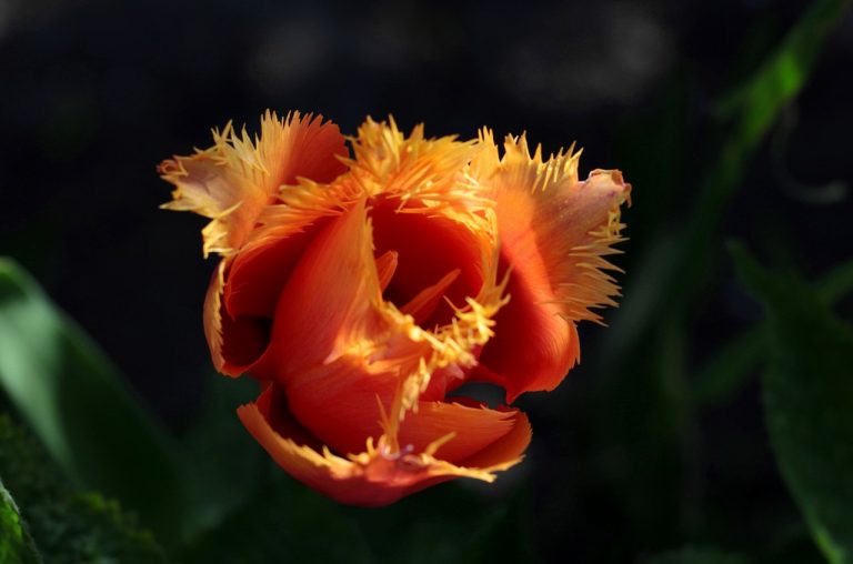 Tulips with jagged fringed edges