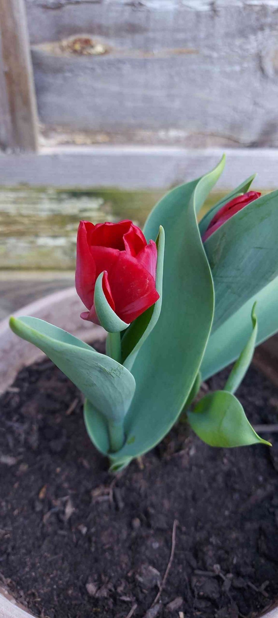 How to cut tulips after they die