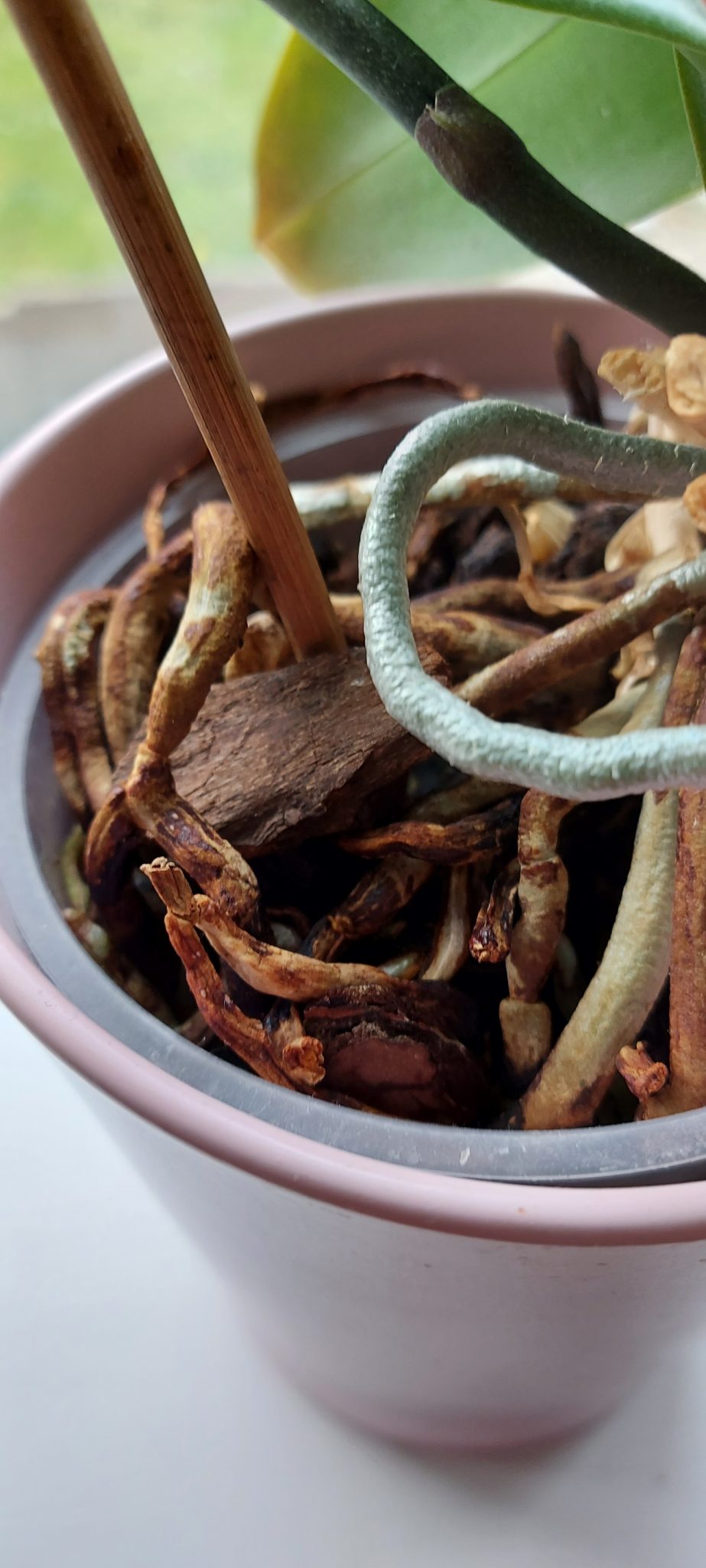 Can you propagate an orchid from a leaf