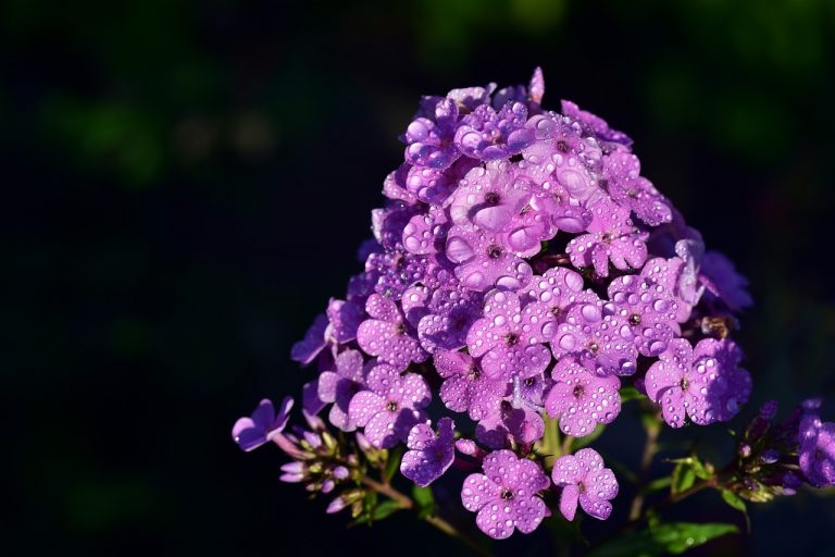 Bouquet Hydrangea