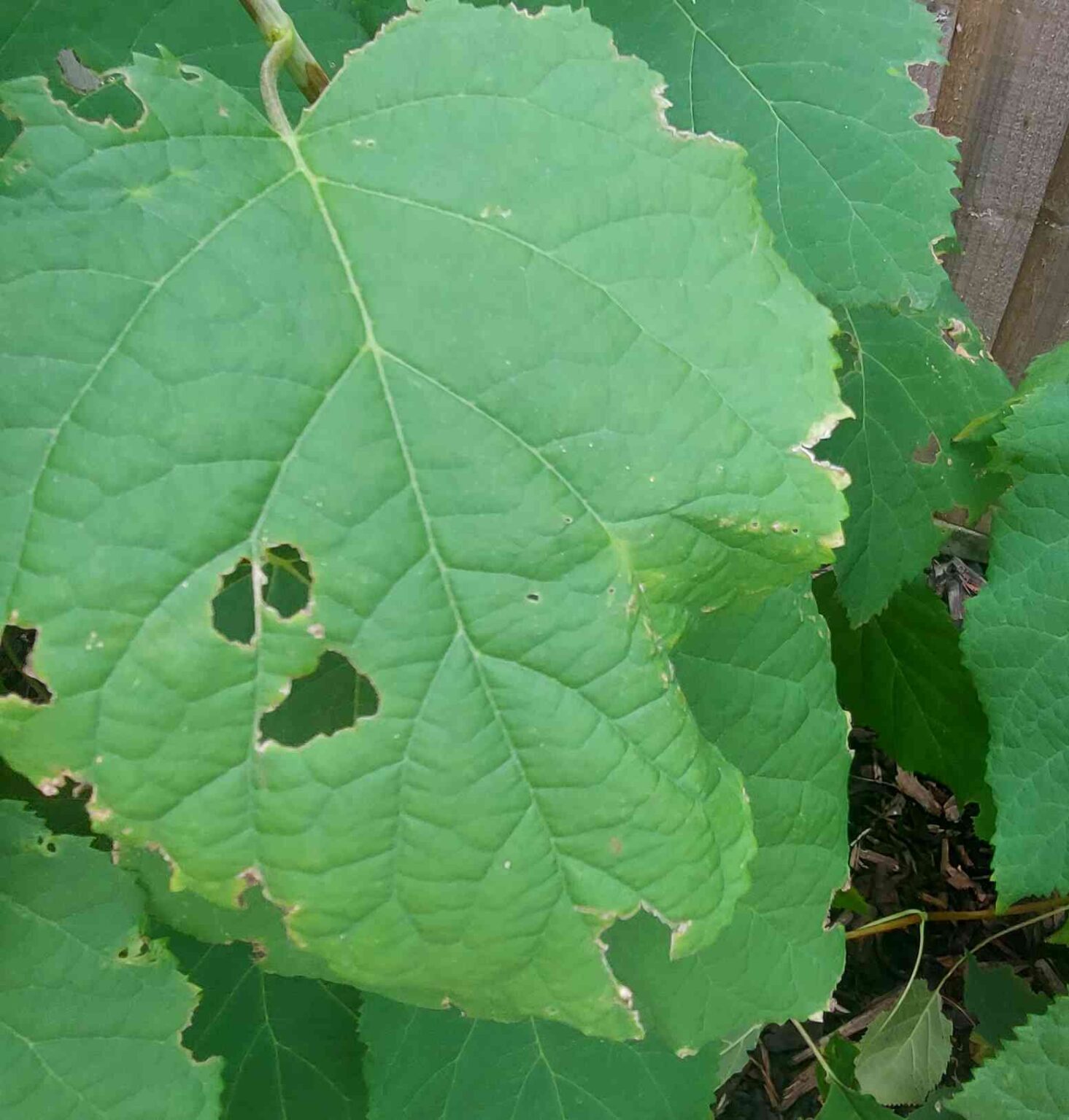 Spots on Hydrangea Leaves