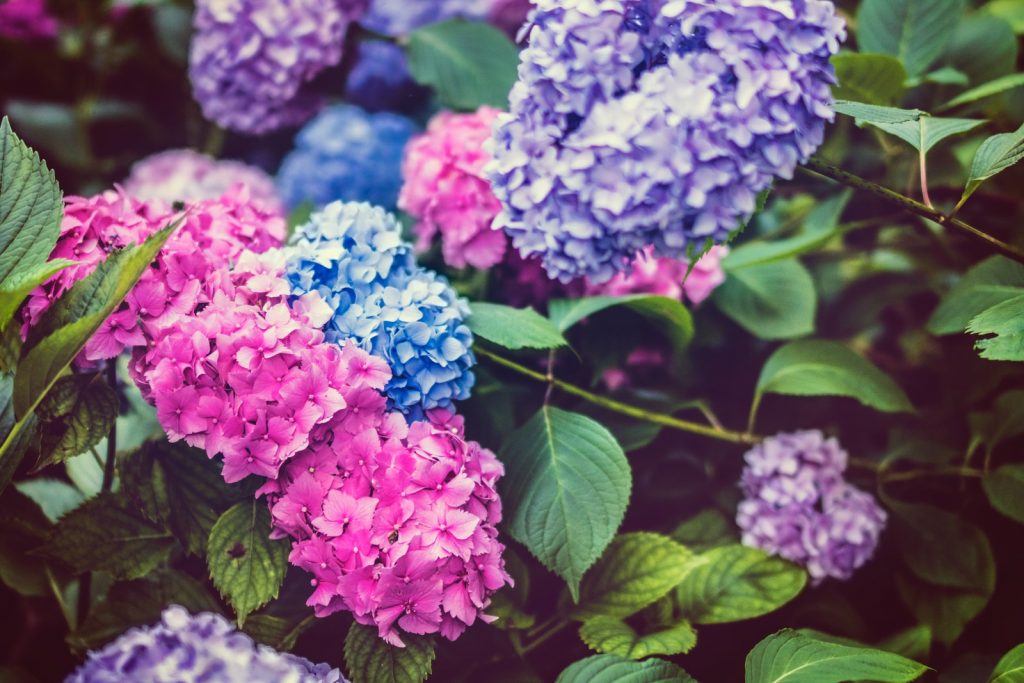 How long does Hydrangea live ?