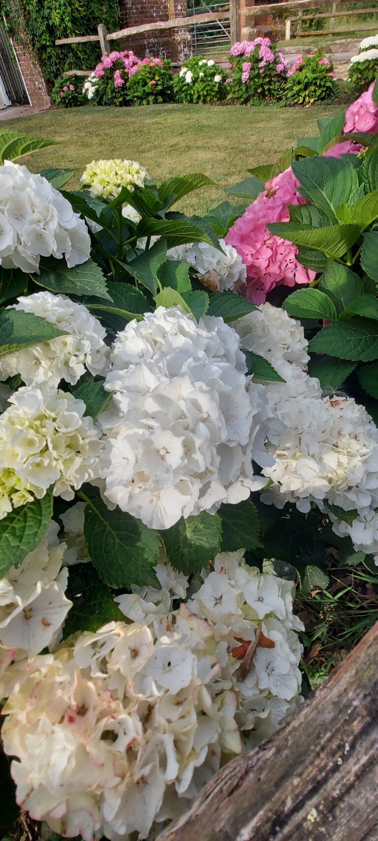 How long does Hydrangea live ?