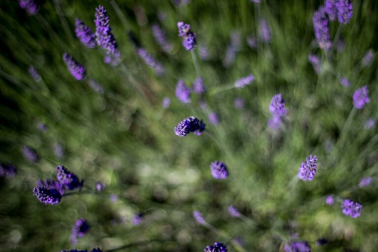 Why lavender wilt, withers or does not bloom ?