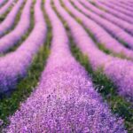 hd wallpaper, lavenders, flowers-6484003.jpg