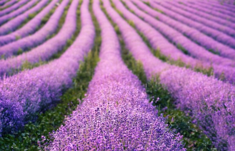 What kills lavender plants ?
