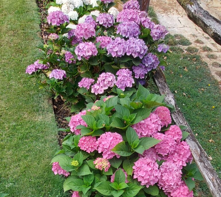 Hydrangeas – types, requirements, care