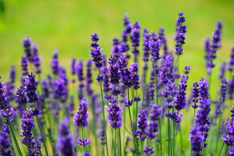 How to grow Lavender ?