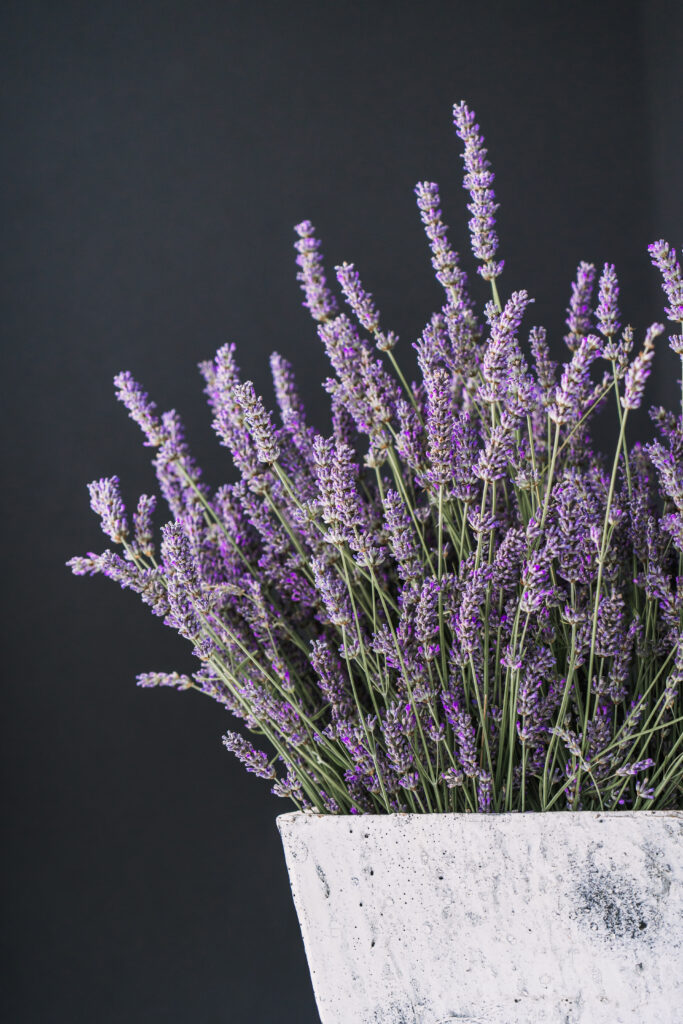 how-to-grow-lavender-in-a-pot