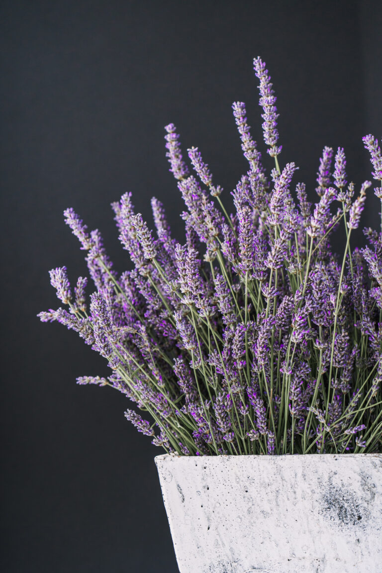 How to grow Lavender in a pot?